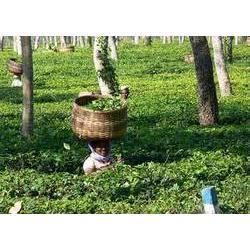 Manufacturers Exporters and Wholesale Suppliers of Darjeeling Tea Kolkata West Bengal